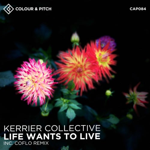 Kerrier Collective, Polly Meyrick - Life Wants to Live [CAP084]